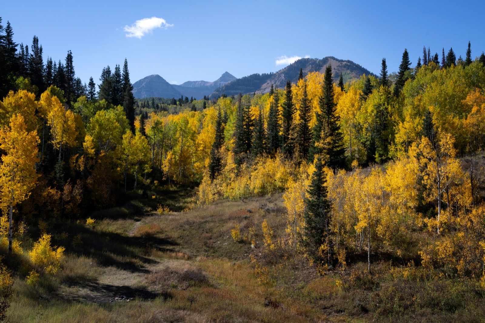 Golden autumn larches glowing on the slopes below rugged peaks, Banff National Park — Banff Journey